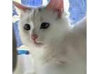 Adopt Bee Bee a Domestic Short Hair