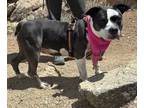 Adopt HALEY a Pit Bull Terrier, Mixed Breed