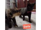 Adopt Darla a Domestic Short Hair