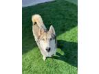 Adopt Ruby a Siberian Husky