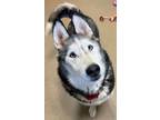 Adopt Bailey a Siberian Husky