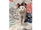 Adopt Minnie a Domestic Short Hair