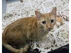 Adopt Ziva a Domestic Short Hair