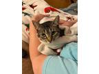 Adopt Brittany a Tabby