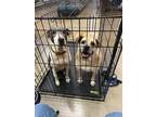 Adopt Pug & Marley a Pit Bull Terrier