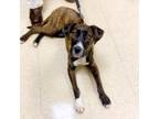 Adopt Cricket a Boxer, Mixed Breed