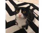 Adopt Amour a Domestic Short Hair