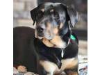 Adopt Macy a Rottweiler, Mixed Breed