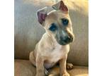 Adopt Cindy Lauper a Pit Bull Terrier, Corgi