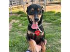 Adopt Iris a Miniature Pinscher