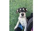 Adopt 55021776 a Hound, Mixed Breed