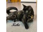 Adopt Keke (beautiful, sweet girl looking for her forever home.