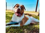 Adopt Clementine a American Bully, American Staffordshire Terrier