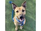 Adopt Olivia a Black Mouth Cur