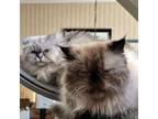 Adopt Farrah & Misha a Himalayan