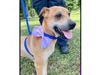 Adopt Thelma a Terrier, Mixed Breed