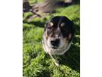 Adopt Furrball a Mixed Breed
