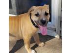 Adopt Phoebe a American Staffordshire Terrier, Mixed Breed