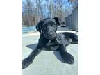 Adopt Lettie a Labrador Retriever