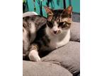 Adopt Nefer a Egyptian Mau, Domestic Short Hair