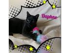 Adopt Daphne a Domestic Short Hair