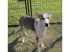 Adopt Fallow a Husky, White German Shepherd