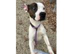 Adopt Minnie a American Staffordshire Terrier