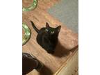 Adopt Curly a Domestic Short Hair