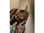 Adopt Henrietta a Domestic Medium Hair