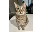 Adopt Charlotte a Tabby