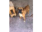 Adopt Petunia a Boxer