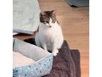 Adopt Edith a Manx