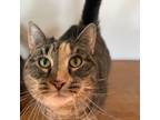 Adopt Eastwood a American Bobtail