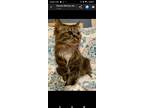 Adopt Hope a Abyssinian, Maine Coon