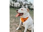 Adopt Mabel a Labrador Retriever, Mixed Breed