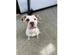 Adopt Josey a Pit Bull Terrier