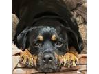 Adopt Polly *Waived Adoption Fee a Rottweiler