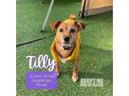 Adopt Tilly a Mixed Breed