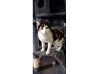 Adopt Patches a Calico