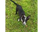 Adopt Daisy a Australian Cattle Dog / Blue Heeler, Pit Bull Terrier