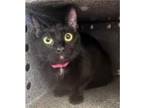 Adopt Adventurine a Domestic Short Hair