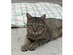 Adopt SUNSHINE a Domestic Short Hair