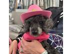 Adopt Sissy a Miniature Poodle