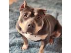 Adopt Tanza a American Bully, American Staffordshire Terrier