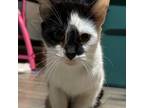 Adopt Bonnie a Domestic Short Hair