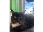 Adopt Missy a American Shorthair