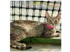 Adopt MAGENTA a Domestic Short Hair