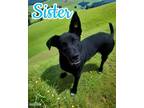 Adopt Sister a Labrador Retriever, Mountain Dog
