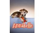 Adopt Annabelle a Husky