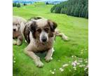 Adopt Pancake a Australian Shepherd